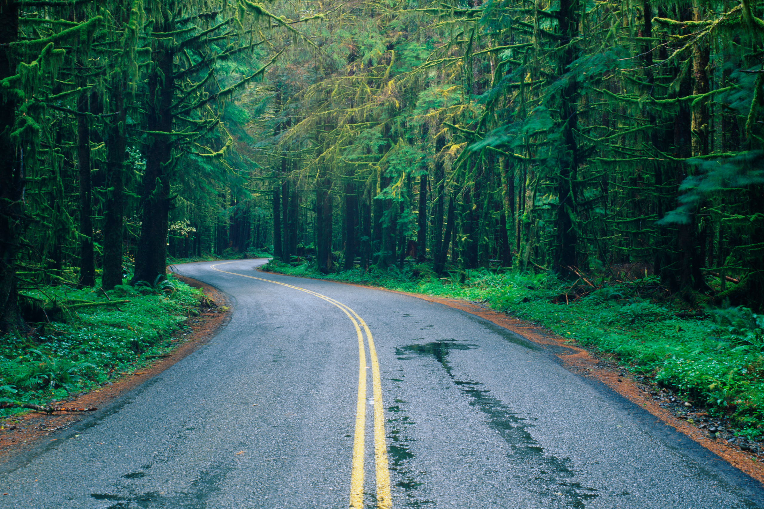 Image of road surrounded by green trees